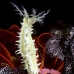 cucumber_sea_ph_hsb_r_v_0023_kom1938.jpg